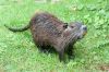 05_Nutria