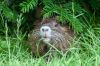 06_Nutria